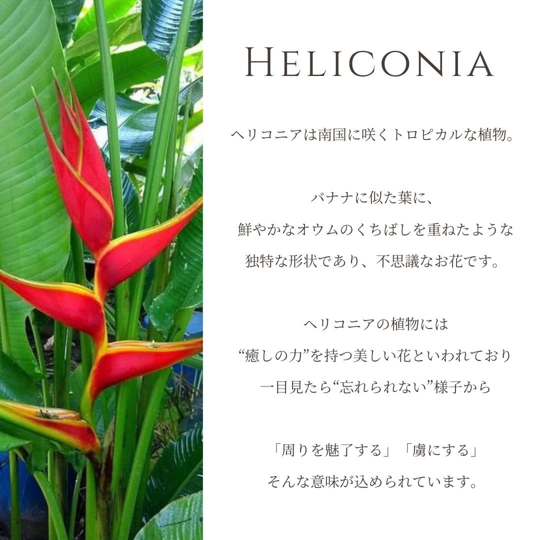 ヘリコニア意味画像/ハワイアンジュエリーブランドPUAALLY(プアアリ)